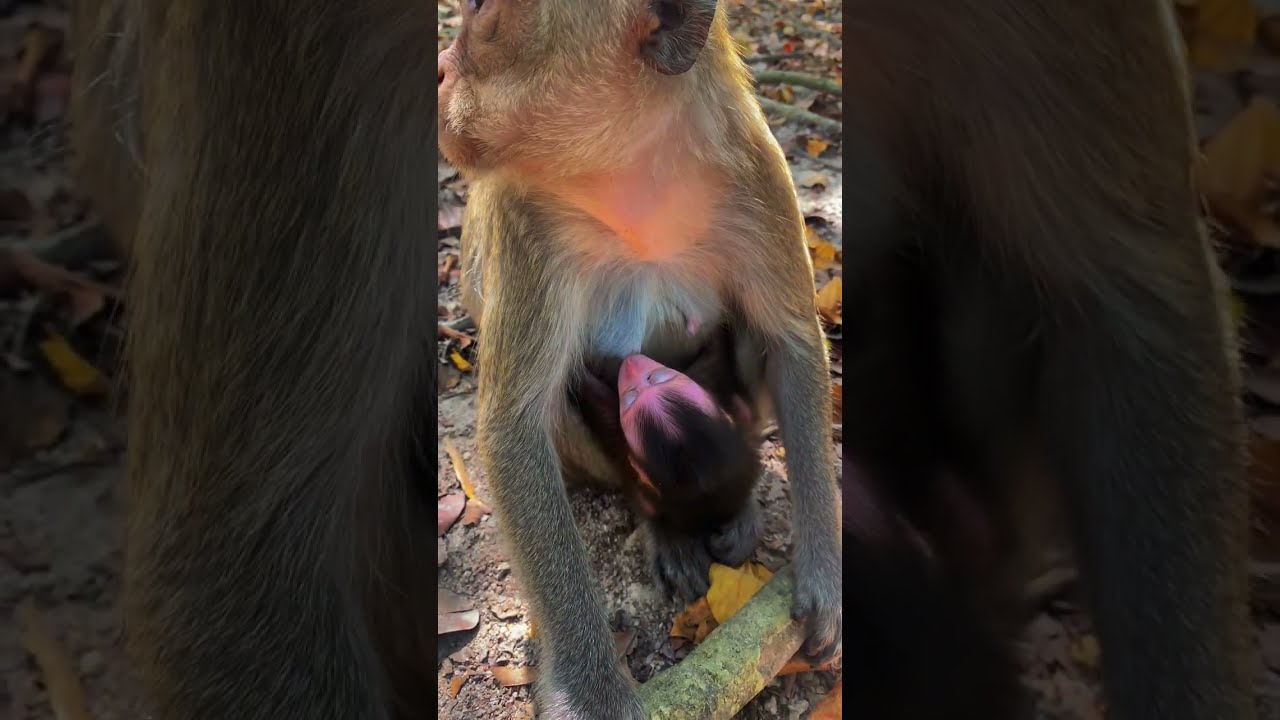 The Best Action Baby Newborn Monkeys | Always Protect By Adorable Mom!