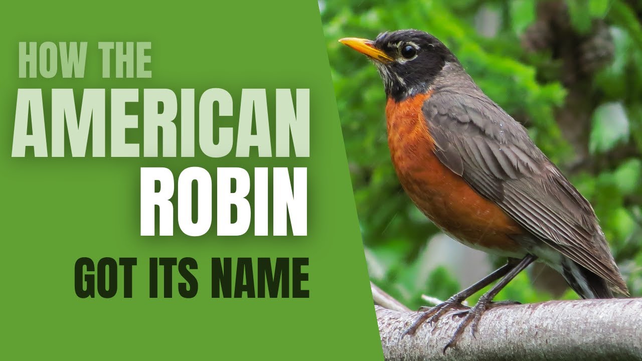 How The American Robin Got Its Name