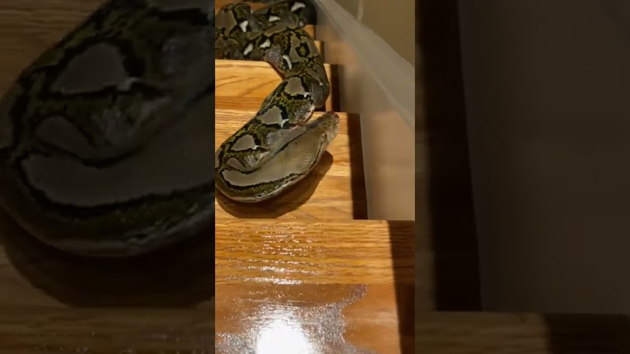 Snuggles, the Reticulated Python, slithers up the stairs!
