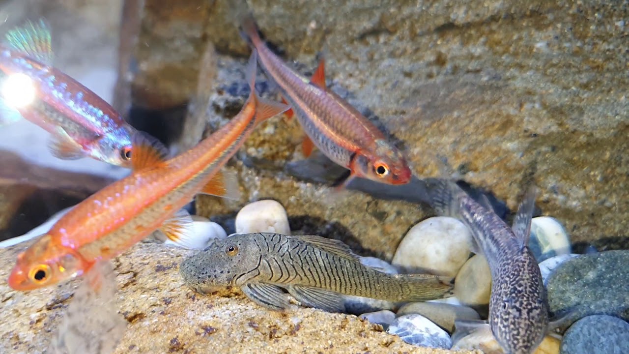 3m Aquarium als  Strömungsbecken,  Bachlaufaquarium für Notropis Chrosomus, Regenbogenelritzen