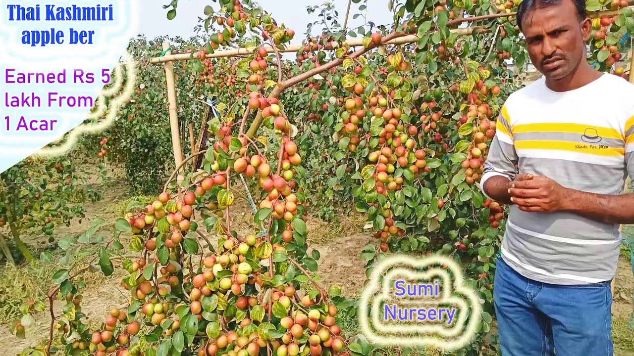 Kashmiri Apple ber Farming Full information,कश्मीरी सेब बेरी, Apple ber Nursery, PH-8926100200