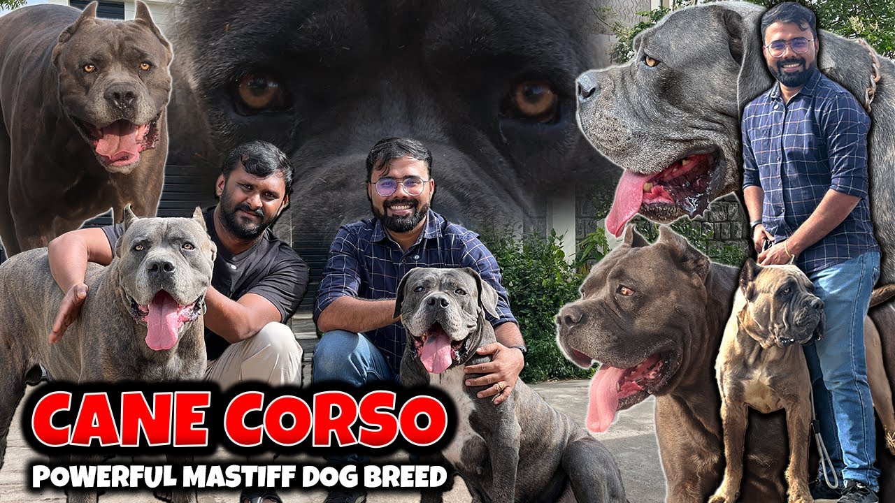Cane Corso Mastiff Dog Breed | Rare and Exotic Dogs | Puppies Available | Italian Mastiff
