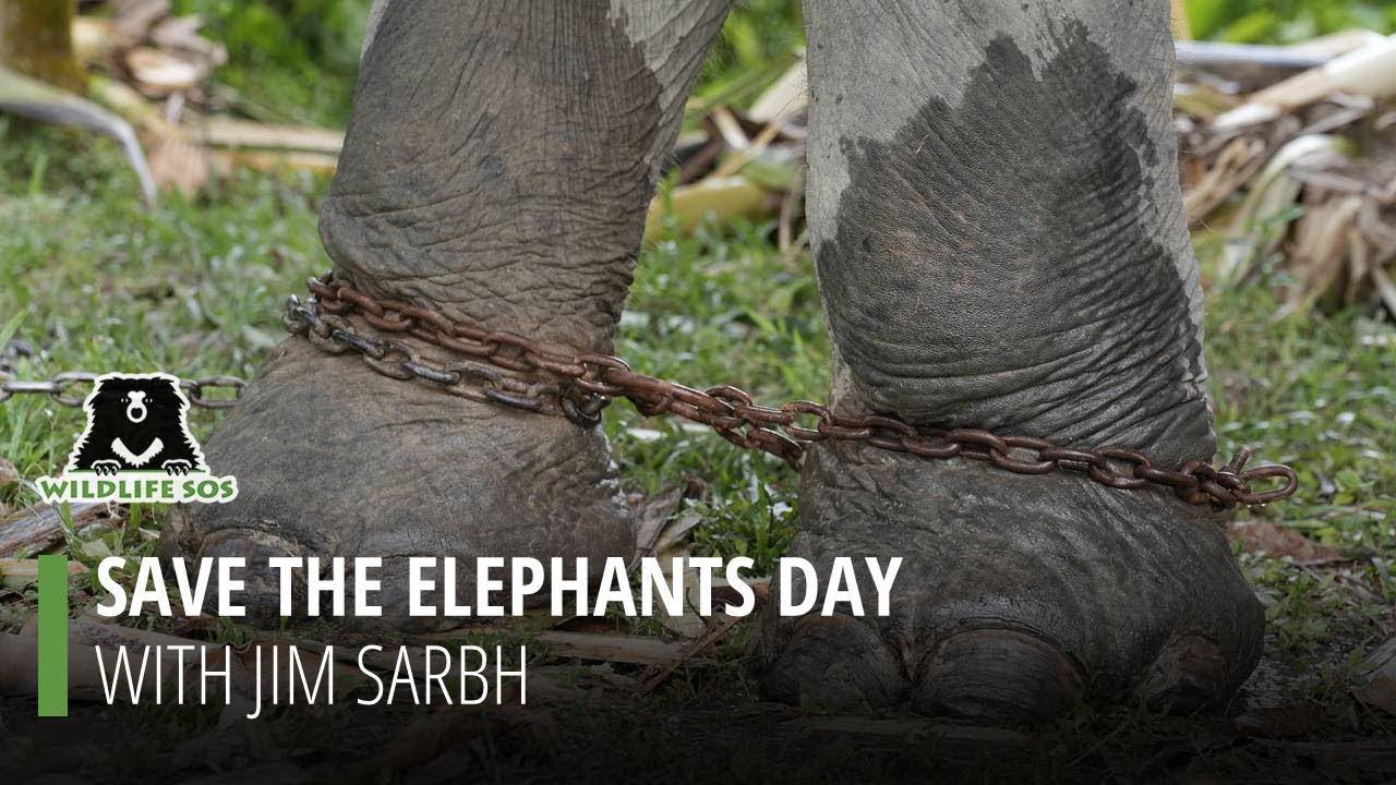 Wildlife SOS celebrates Save the Elephant Day with Jim Sarbh.