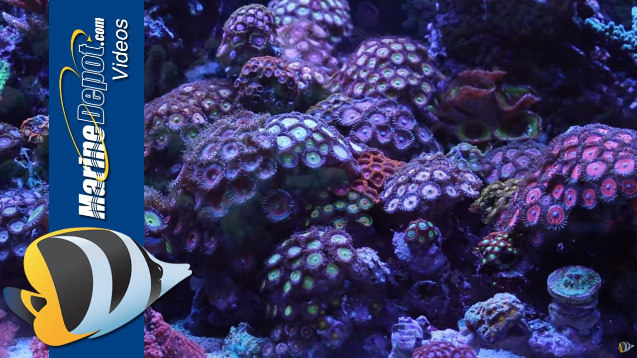 Zoanthid and Palythoa: Coral Care Tips, Paly Toxin and Fragging