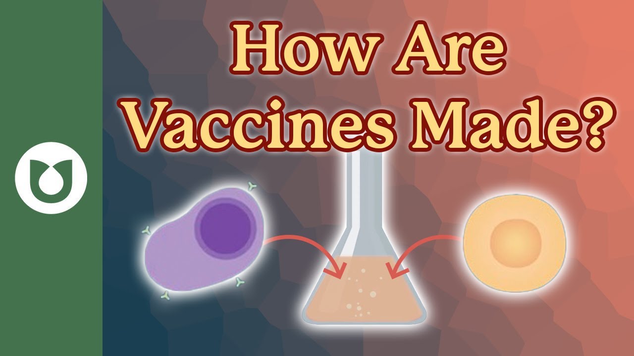 How are vaccines made? What are vaccine adjuvants immune stimulators? #myeloma