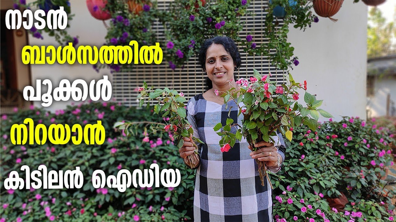 ഇതെങ്ങനെ ഇങ്ങനെ എന്റെ ബോൾസം കാണാം |chainees bolsam care