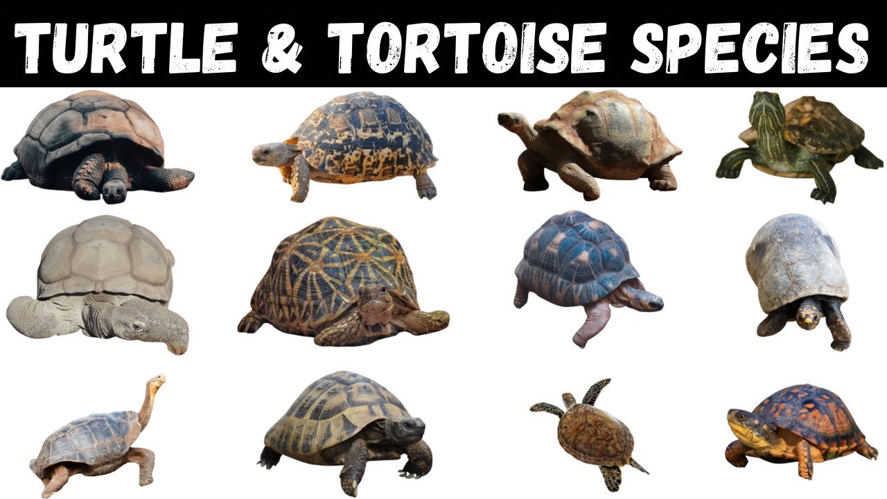 Types Of Turtles | Tortoise | Turtles For Kids #turtle #tortoise