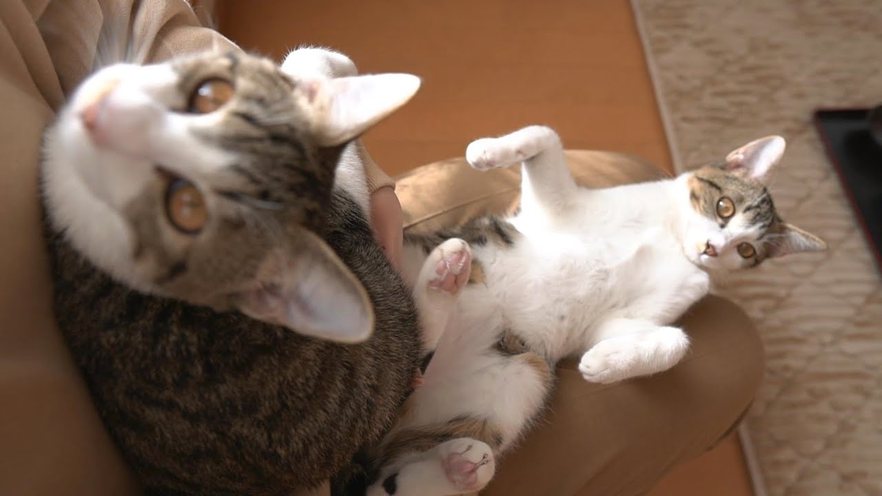 食後はなんとしても膝の上で甘えたい猫たち