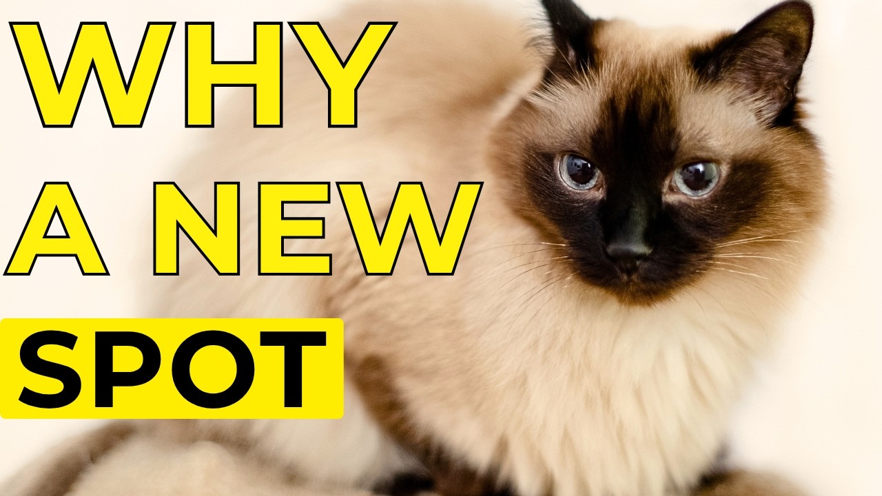 Why Cats Change Sleeping Spots It Means Something