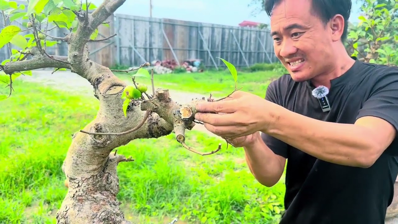 Toàn Làm vườn | xử lý tay cành cho một cốt sung già và khoai