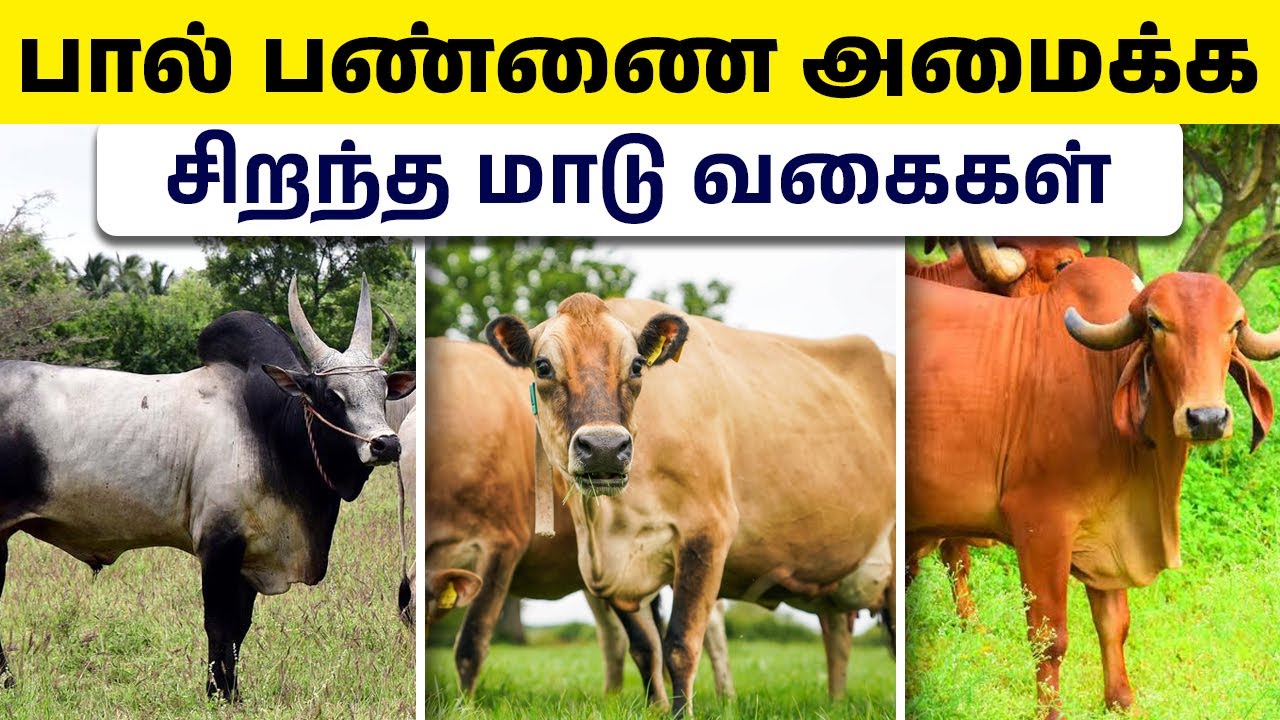 மாட்டு பண்ணை அமைக்க சிறந்த மாடுகள்  | How to Start a Cow Farming in Tamil