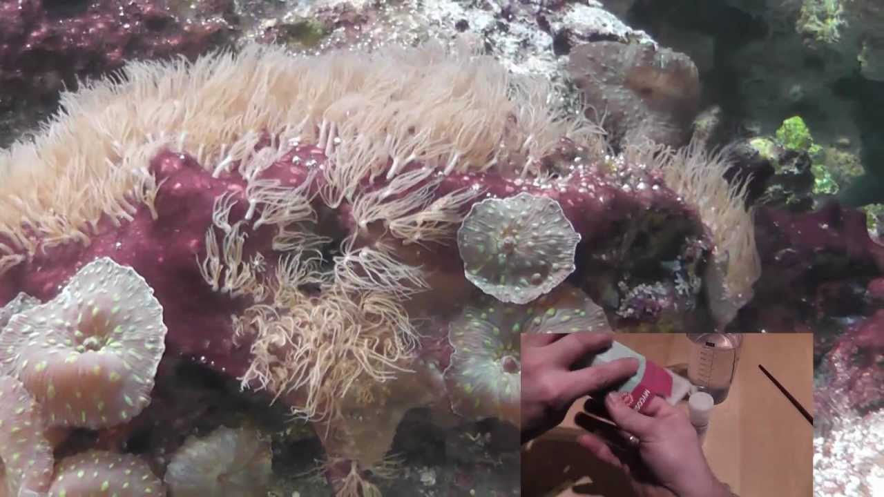 Cyanobakterien (HD)