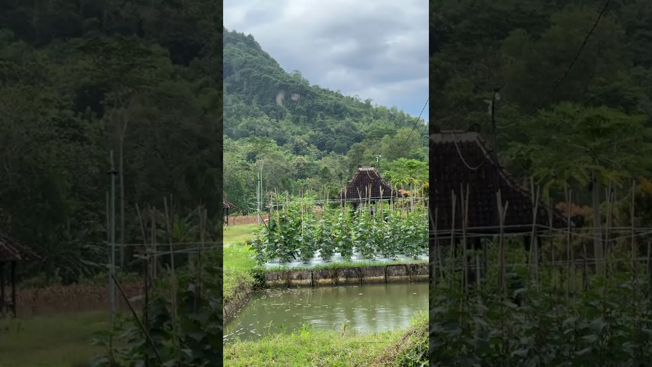 Looking at the plants in the upcoming rain atmosphere