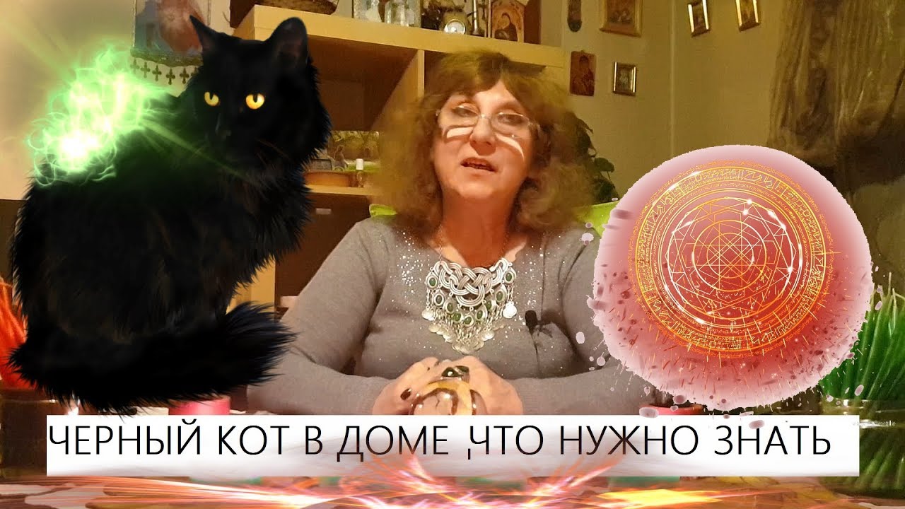 ЧЕРНЫЙ КОТ В ДОМЕ ЧТО НУЖНО ЗНАТЬ