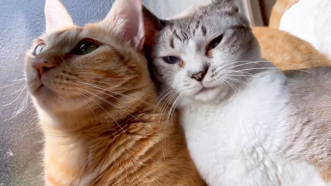 【超甘えん坊】犬にも猫にも甘える猫が可愛すぎました！