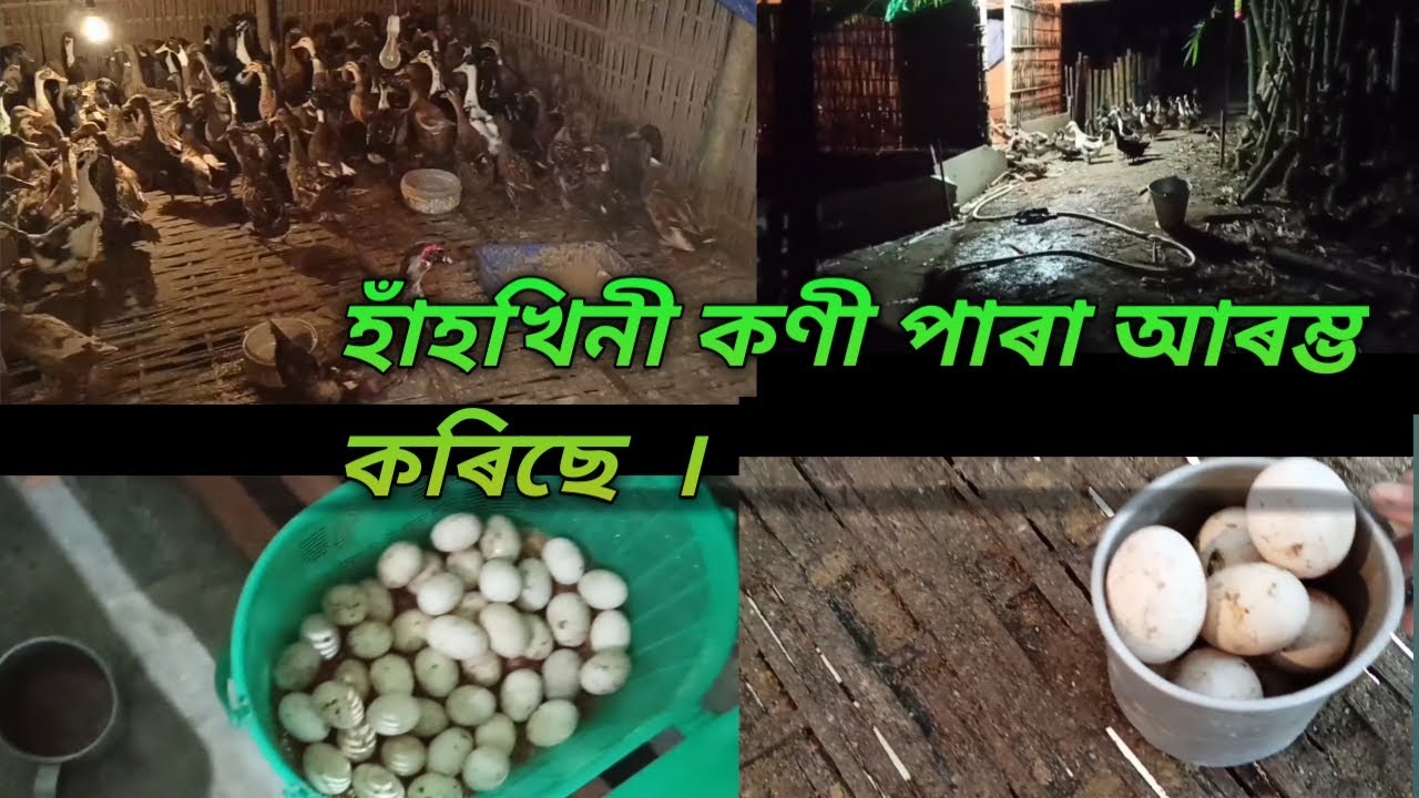 Duck Eggs / Eggs / Duckery / Duckery Farm / আৰম্ভ হ'ল হাঁহখিনী কণী পাৰা / খাঁকী কেম্বেল হাঁহৰ কণী ।