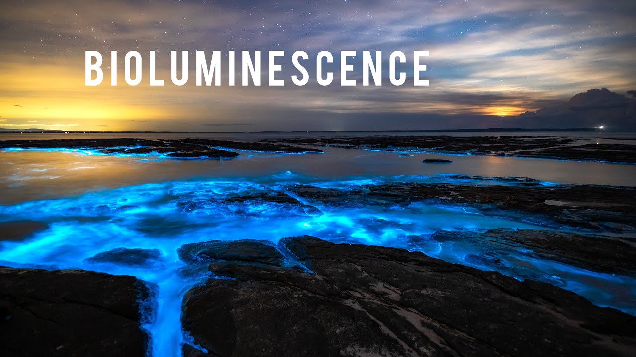 Incredible Bioluminescence in Australia