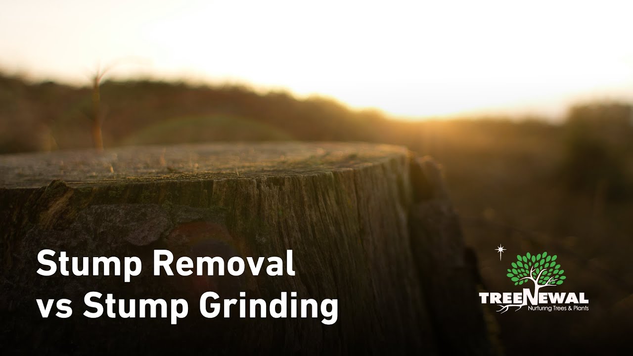 Stump Removal vs Stump Grinding  A Comprehensive Comparison