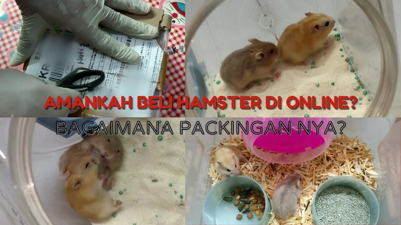 Amankah Beli Hamster Dionline !!! Bagaimana Cara Penjual Mempackingnya ??? Unboxing Hamster Betina