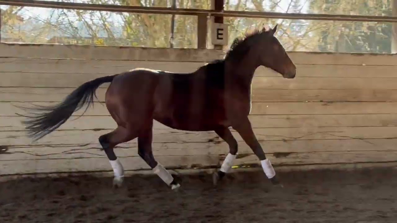 Celestial Music- 11 year old, 16 hand Thoroughbred mare