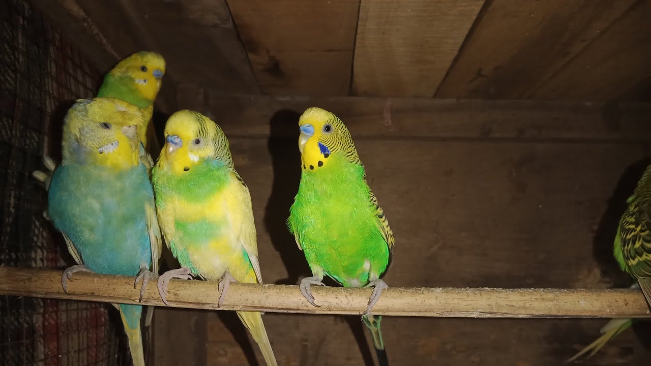 Amazing Australian Parrots | Cute Sounds & Beautiful Moments 