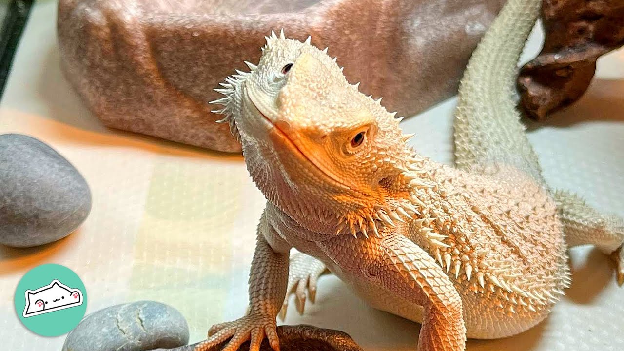 Hyper Lizard Bobs At Girl’s Sock, But She Still Loves Him | Cuddle Buddies