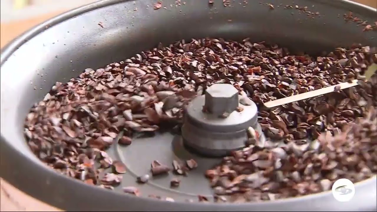 Selección de granos de cacao para chocolatería - La Finca de Hoy