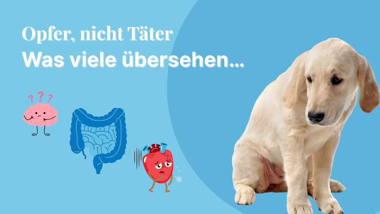 Darmprobleme beim Hund? Es schreit das Opfer – nicht der Täter! | 5 Ursachen, die du übersiehst
