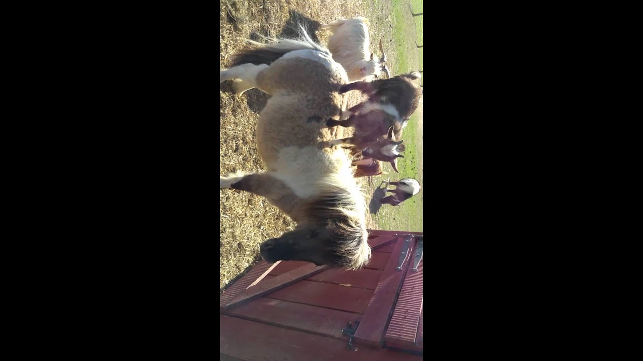 Baby goat riding Snickerdoodle the miniature horse