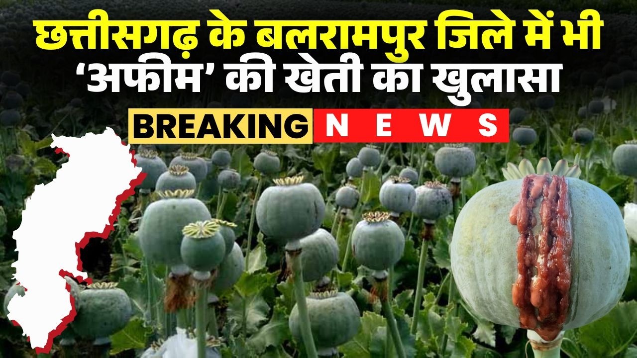 CG Afeem Kheti News: Balrampur में भी अफीम की खेती। लीज पर जमीन लेकर बाहरी व्यक्ति कर रहा था खेती