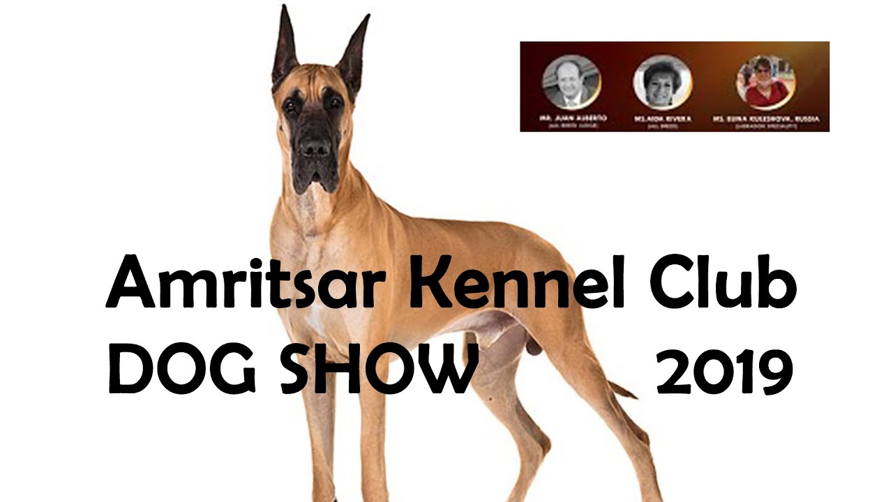 Great Dane Dog Show Amritsar Kennel Club - 2019