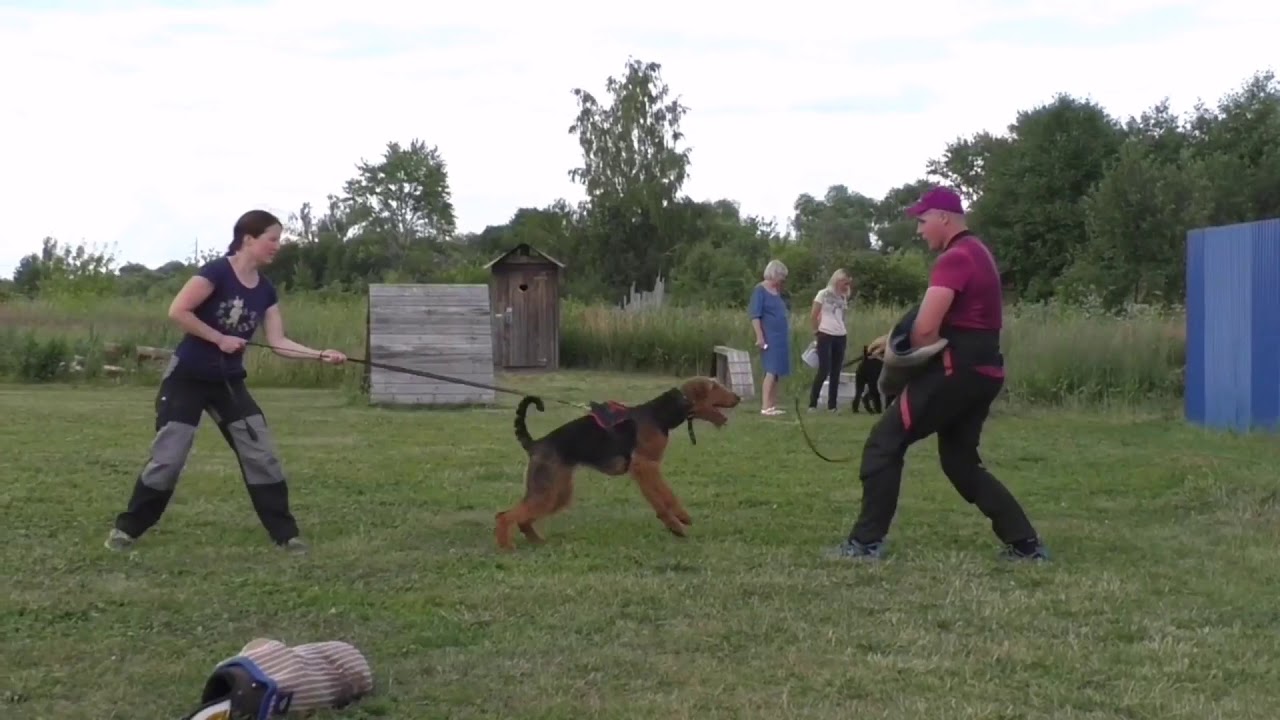 Эрдельтерьеры в спорте - Airedale terrier dogsport
