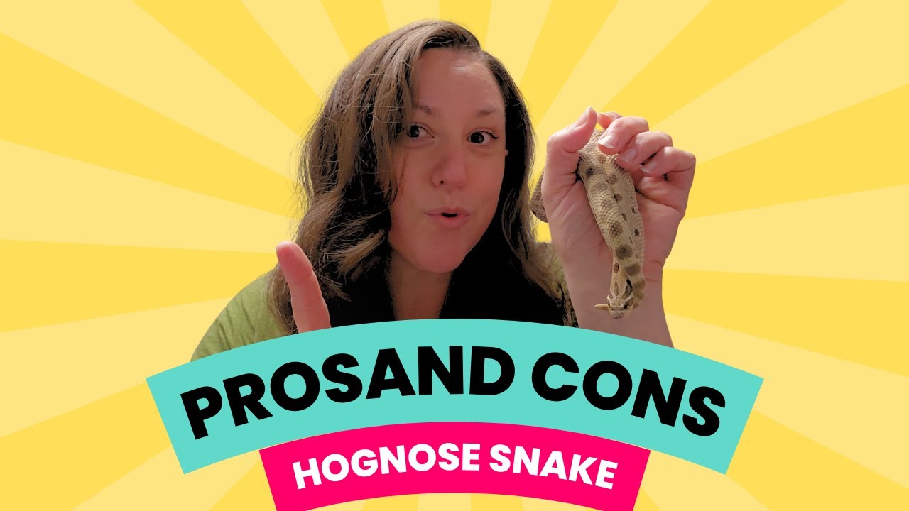 pro and con ep3 The Western Hognose Snake