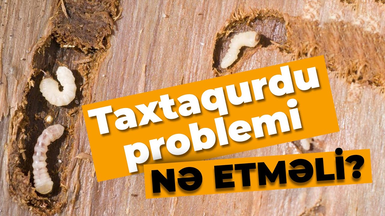 Taxtaqurdu problemi - NƏ ETMƏLİ?
