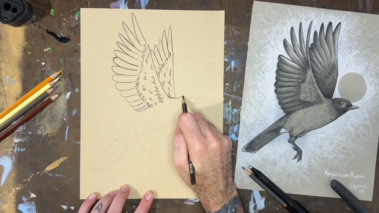 Colored Pencil American Robin Sketch | Art Demonstration