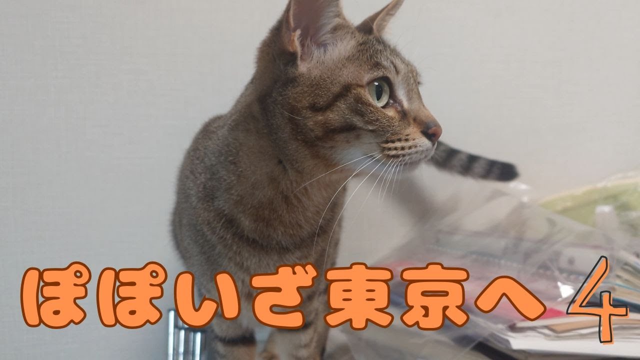 ぽぽいざ東京へ 4【Popochan Goes to Tokyo 4】