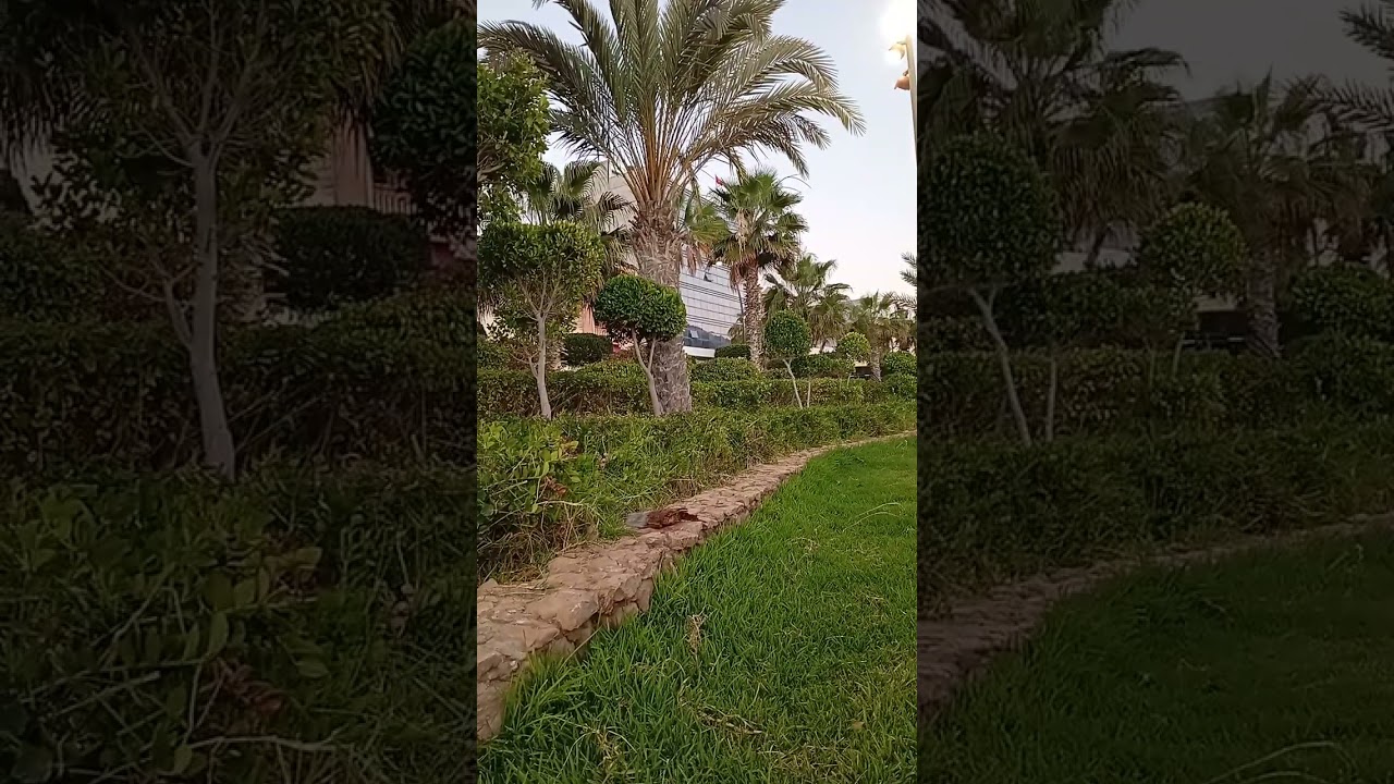 برج الحوت ♓