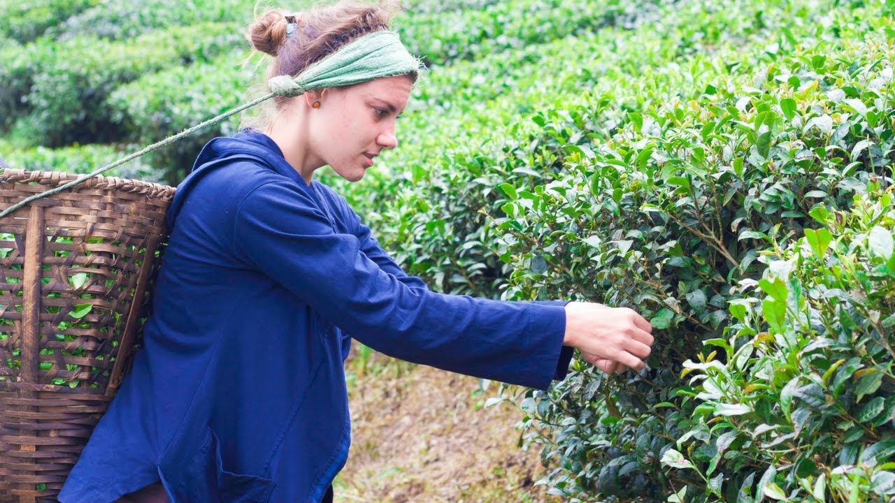 Ilam Tea Gardens in Eastern Nepal