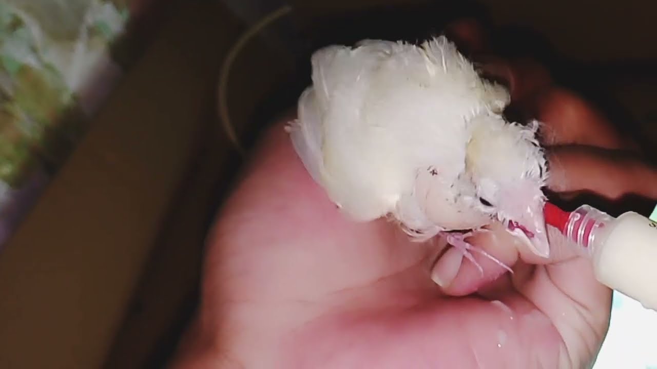 Meloloh anakan kenari sampai usia 2,5 bulan [Feeding canary chicks] #Fyp  #kicaumania #birds #fyp 
