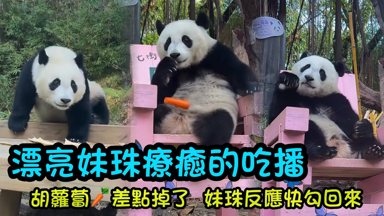 3月1日  漂亮妹珠睡醒下來吃胡蘿蔔，差點弄掉了，妹珠機智用小腳勾住了胡蘿蔔#panda #cutepanda #熊貓妹珠 #熊貓妹豬