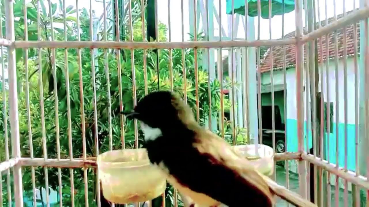 Masteran burung sikatan kipas super gacor ngotot pancingan sikatan kipas gacor