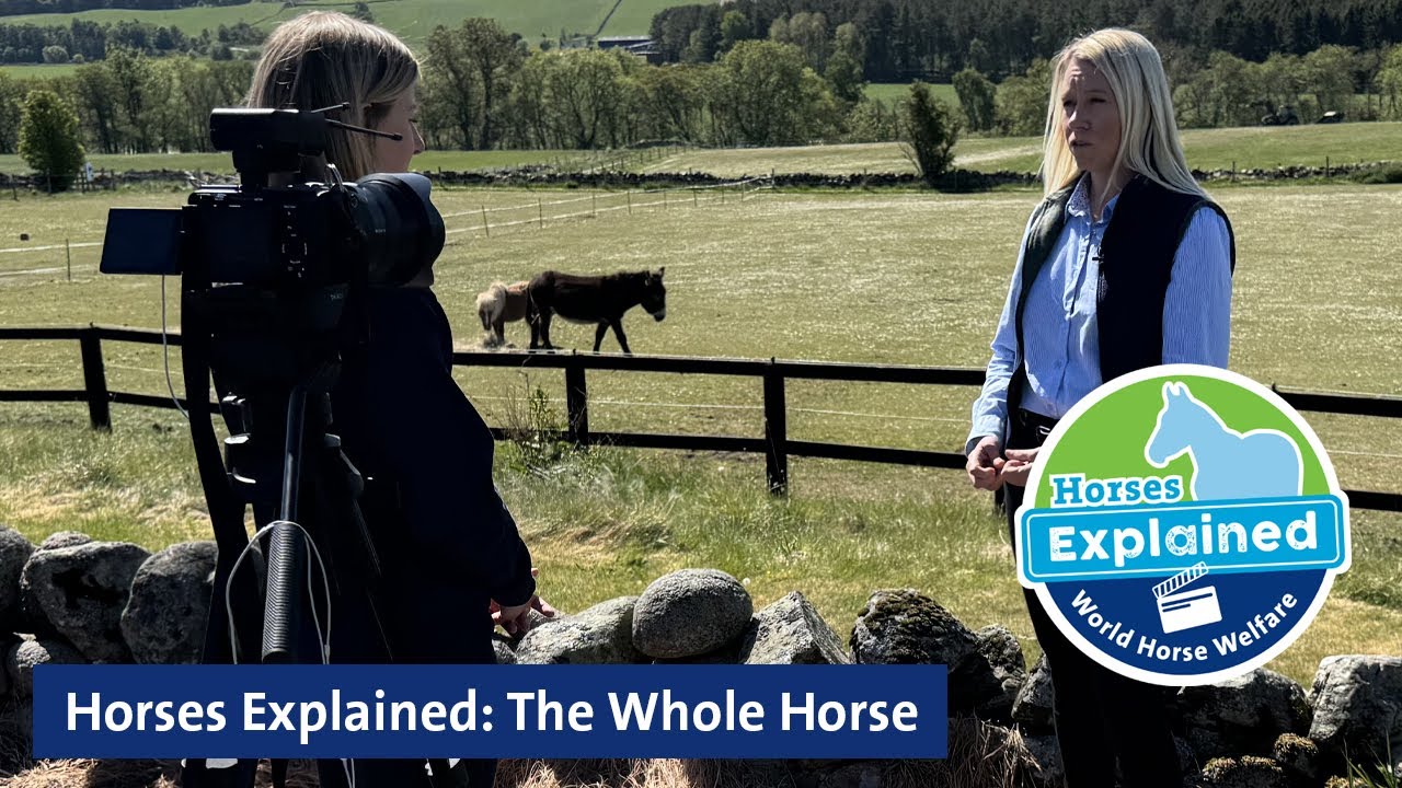 Horses Explained: The Whole Horse