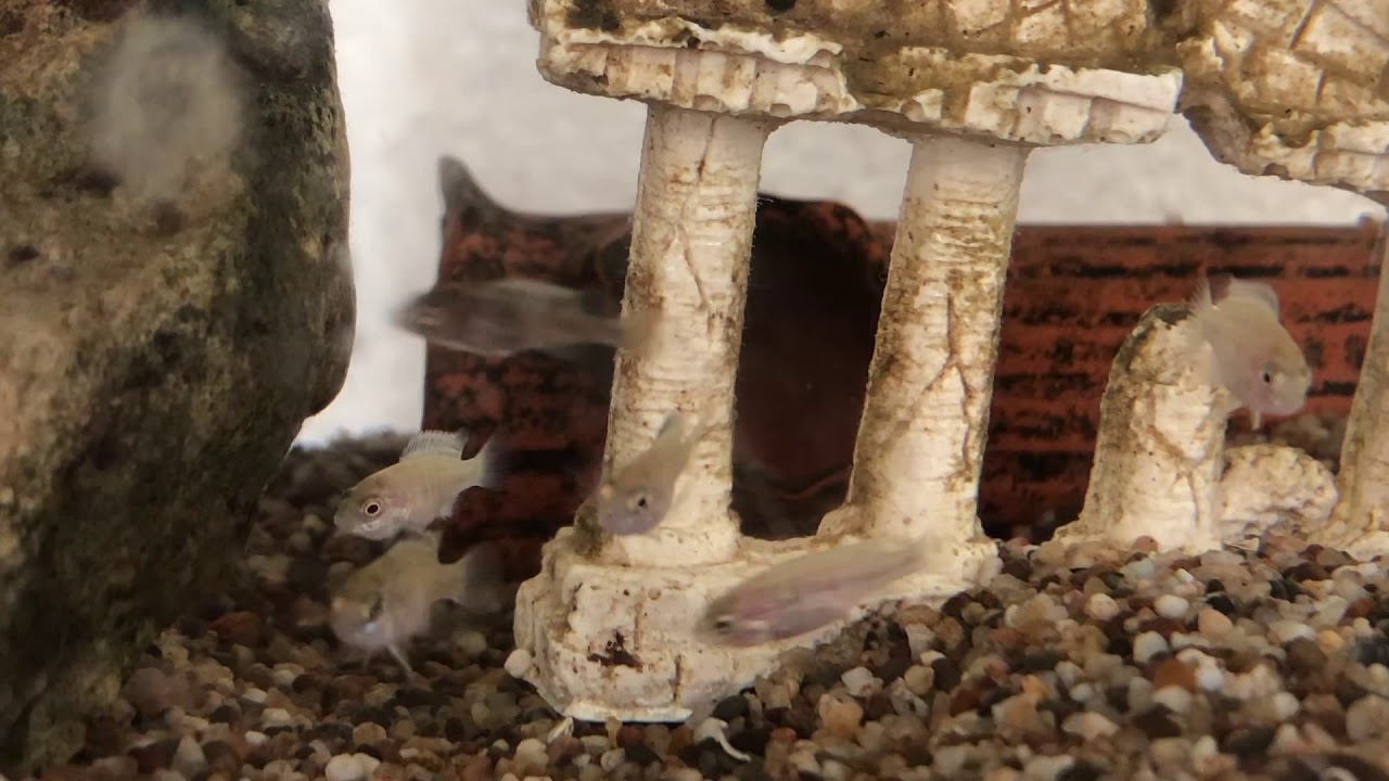 Buntbarsche (Cichlidae) Junge zwei Wochen alt
