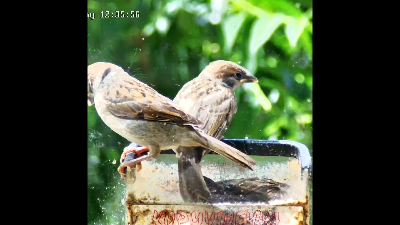 Три брата в кормушке, как в танке  #sparrow