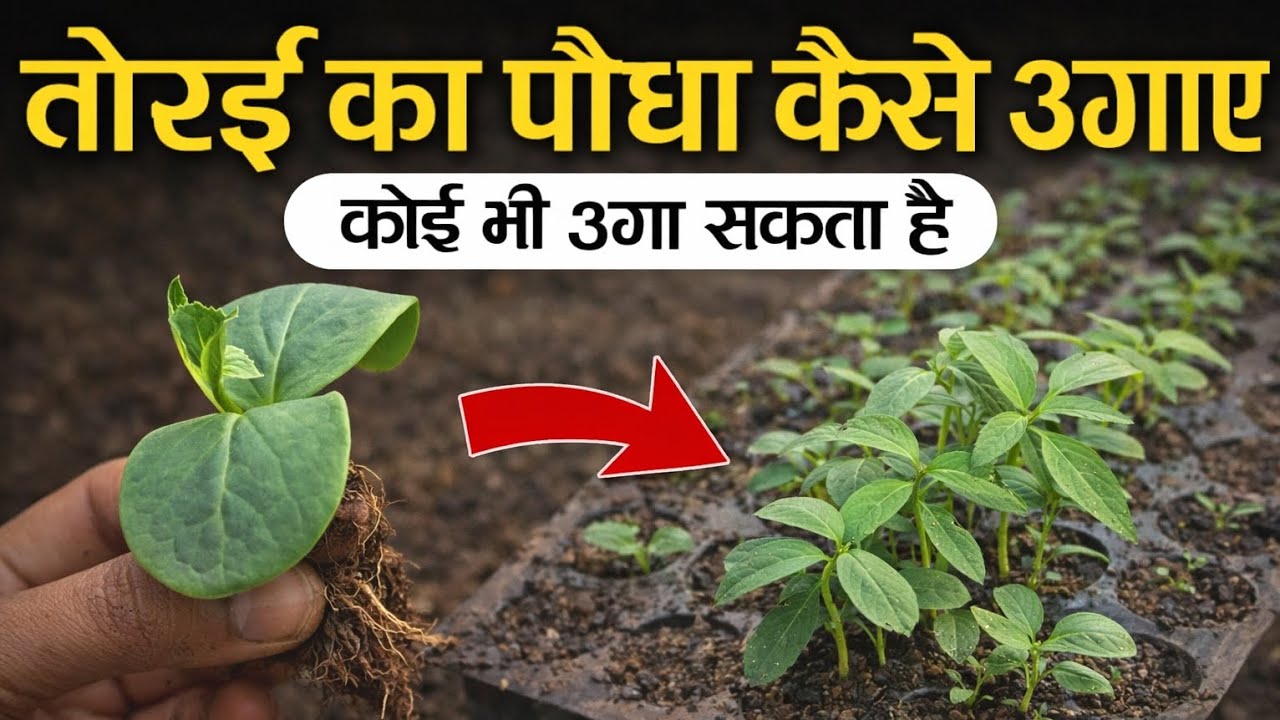 सिर्फ ऐसे उगाएं तोरी 🌱 100% उगेगी | शुरुआत करने वालों के लिए ||#viral#terracefarming #gardening 