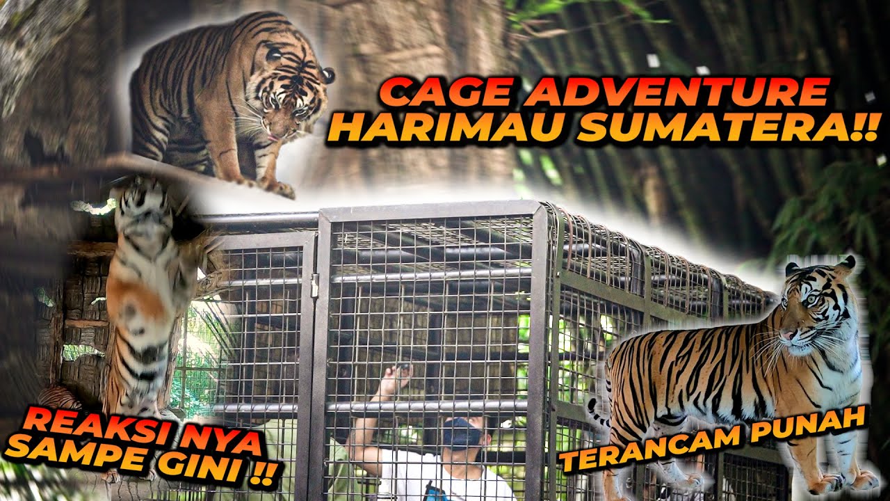 NGASIH MAKAN HARIMAU SUMATERA  YANG TERANCAM PUNAH, ALSHAD JADI TAMU YANG PERTAMA !!