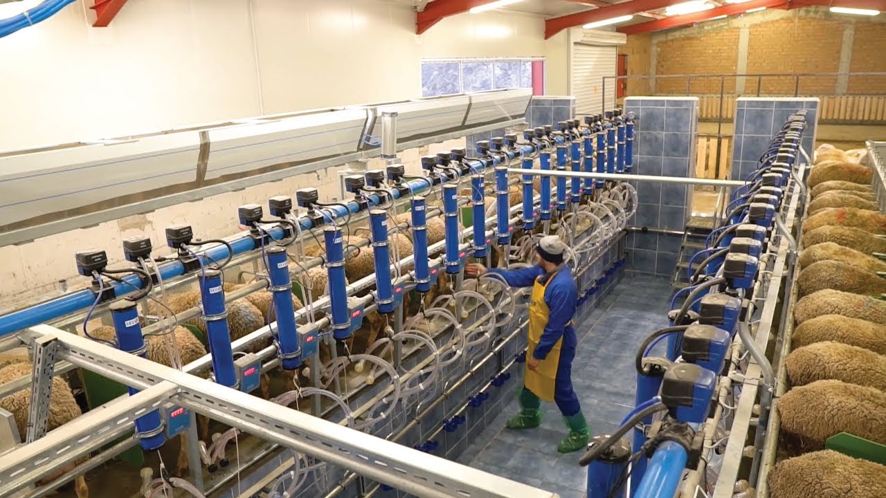 Sezer Hızlı Çıkış Koyun Süt Sağım Sistemi | Sheep Milking Parlour | Доильный зал для овец и коз
