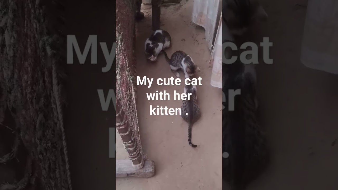 my cute cat #kutten#cuteanimal #catlover #viralshort #ytshorts .