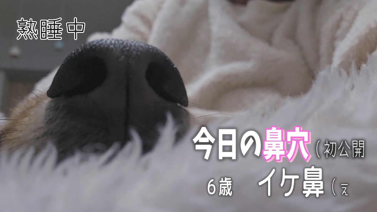 うちの王子👑が今日はべったりするって決めてる一日の過ごし方🐶/夜中の騒動をそっと見学…👀