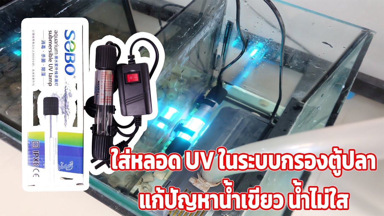 รีวิวหลอด UV SOBO 5W ตู้ปลาน้ำไม่ใส น้ำเขียว แก้ด้วยหลอด UV ในระบบกรอง | GoldfishArea61 Ep.2 [1/2]
